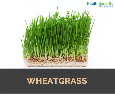 Wheat Grass Facts And Health Benefits