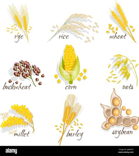 Cereals Icon Set With Rye Rice Wheat Corn Oats Millet Soybean Ear Of