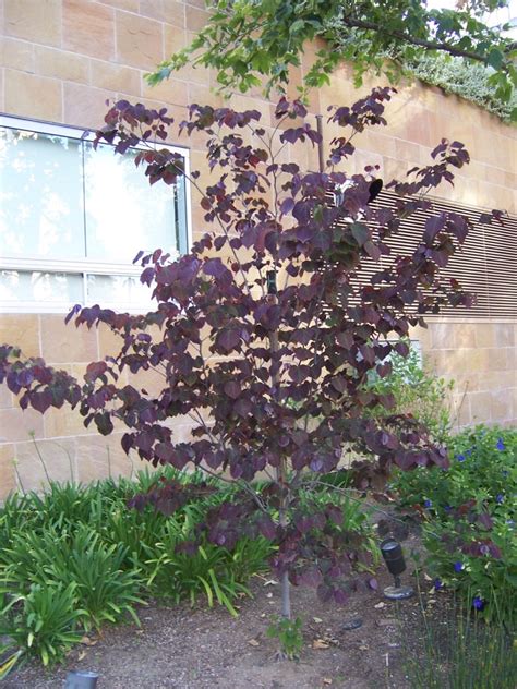 The 2 Minute Gardener Photo Forest Pansy Eastern Redbud Cercis