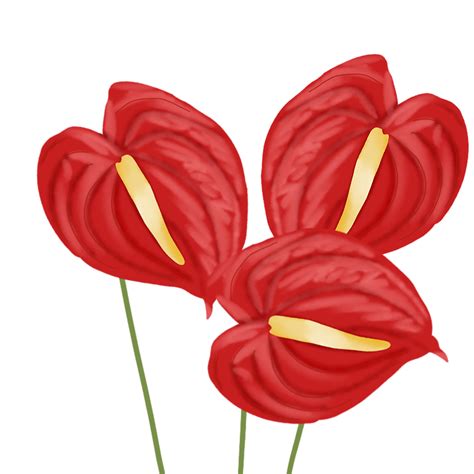 Red Anthurium Flower 23450854 PNG