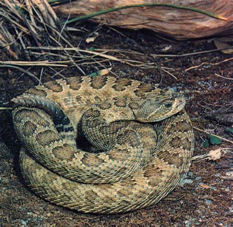 7 best venomous oklahoma snakes images on Pinterest | Oklahoma, Snake ...