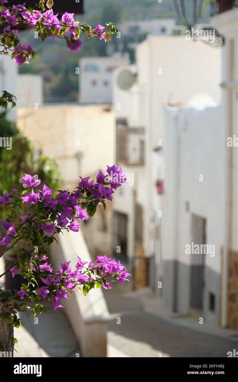 Encantadora Calle Vacía De Mojácar Pueblo Con Bonitas Flores Violeta En