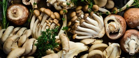 The 14 Healthiest Mushrooms You Can Eat A Can T Miss Guide Grocycle