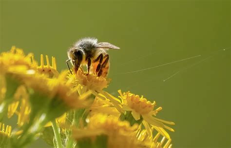 Morning Bee A Honeybee Starts Its First Work Of The Day I Flickr