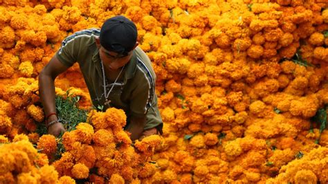 D A De Muertos Cu L Es El Origen Y Significado De La Flor De