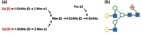 The Most Common Core Fucosylated Bi Antennary Glycan Found In The Fc