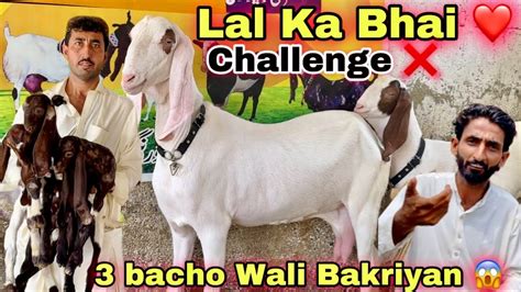 Lalukhet Bakra Mandi Se Sasta Janwer Rab Nawaz Goat Farm Le Aya