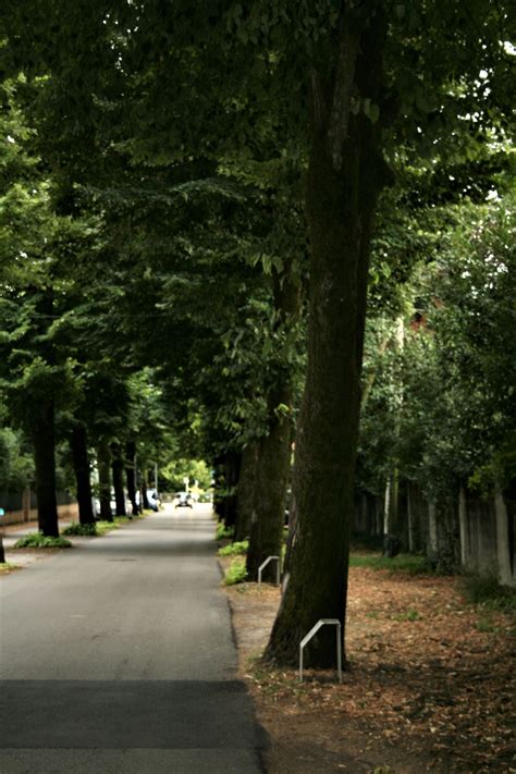 Viale Della Rimembranza Di San Michele Delle Badesse Comune Di Borg