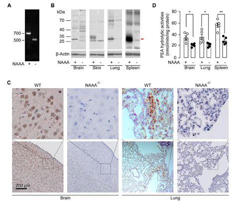 Figure 1 From Genetic Blockade Of NAAA Cell Specifically Regulates