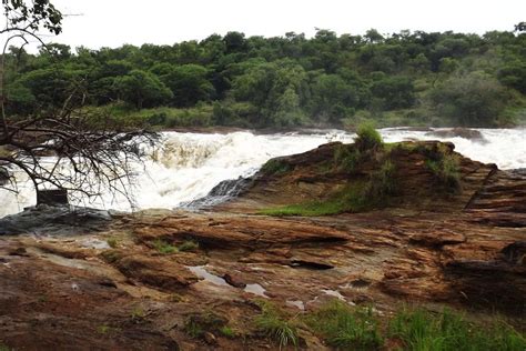 Tripadvisor T Gige Murchison Falls Np Wildlife Safari Zur Verf Gung