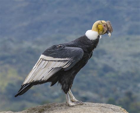 Top 31 Imagen Diferencia Entre Condor Y Aguila Abzlocalmx