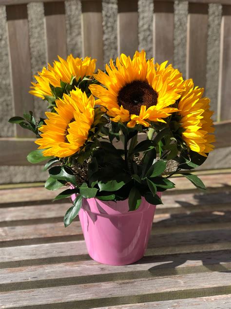 Summer Sunflower Pot | Connecticut Flower Shop