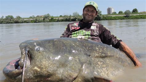 Gigantic Foot Long Catfish Is The Largest Ever