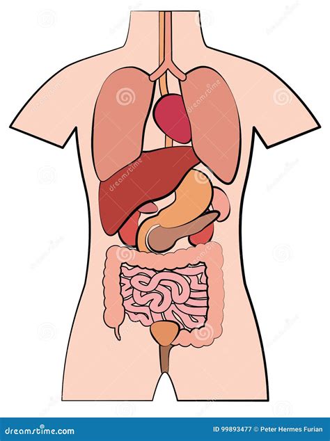 Diagrama Del Cuerpo Humano Y Sus Organos Uno