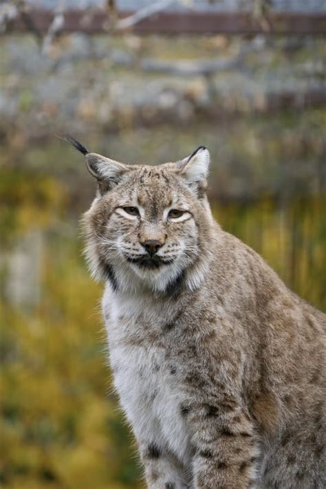 Фото: дикие кошки, дикий, кошки, большие кошки, большая кошка, хищник ...