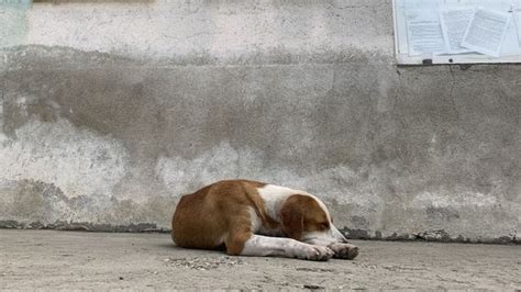 Tragedija u Beogradu Dubona i Malo Orašje mesec dana kasnije utisak