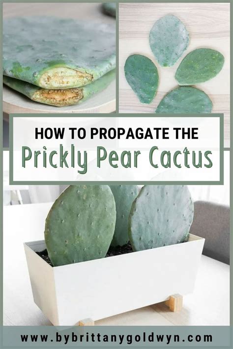 Learn How To Propagate Prickly Pear Cactus Using Pads Prickly Pear