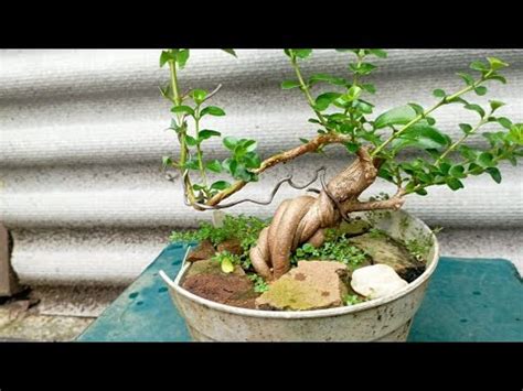 Splittrunk Jumbo Pindah Ke Pot Yg Lebih Besar Bunga Bonsai Yang Unik