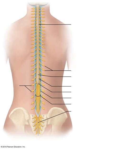 Spinal Cord Unlabeled