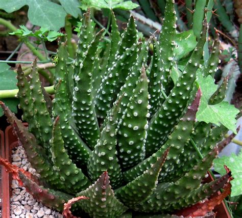 Succulents Identification Chart