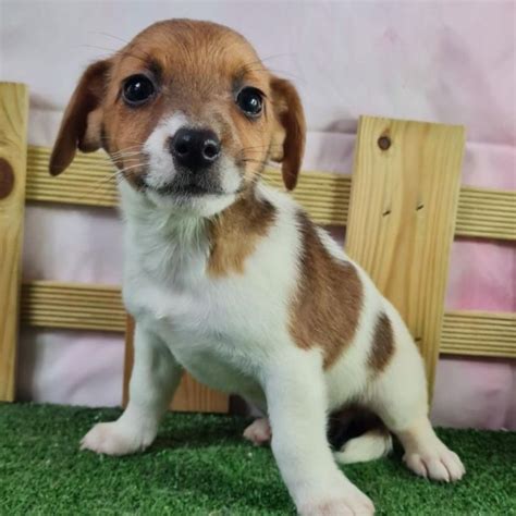 Uzia Chien Jack russell à l adoption Saint Denis d Orques Pet