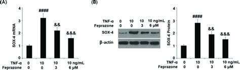 Feprazone Reduced The Expression Of SOX 4 Cells Were Stimulated With