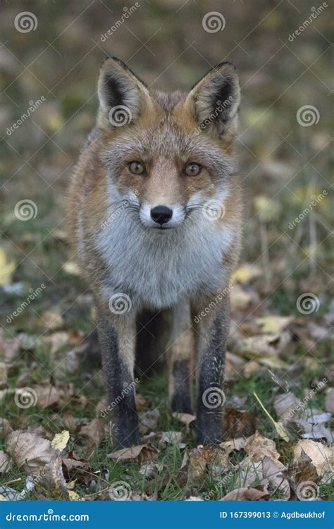 Retrato De Uma Raposa Vermelha Vulpes Vulpes Em Ambiente Natural De