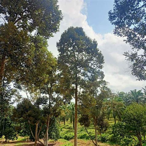 Batang Melaka Freehold Non Bumi Durian Plantation Property For Sale