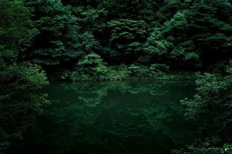 Forest photos, Green nature, Nature