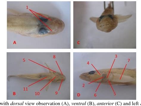 Figure 1 From Morphological Study Of The Respiratory System Of Bungo