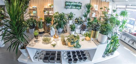 Folia Design Le Spécialiste En Plantes Dintérieur à Québec