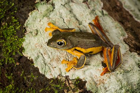 Twin Spotted Flying Frog Rhacophorus Bipunctatus A Photo On Flickriver