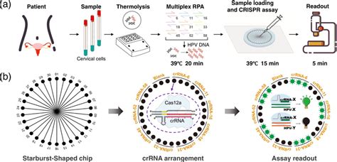 Scheme Of The Micar Based Hpv Subtyping Strategy A Brief Overview Of