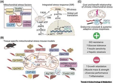 Stress Induced FGF21 And GDF15 In Obesity And Obesity Resistance