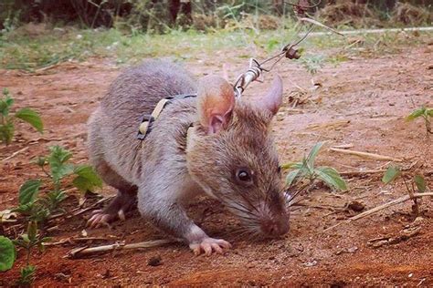 African Pouched Rats Trained To Sniff Out Land Mines