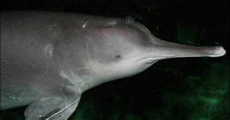 Scientist: Rare Chinese Dolphin Extinct - CBS News