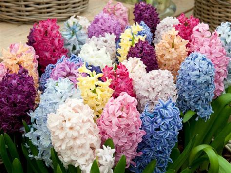 Vásárlás Hyacinthus jácint vegyes színekben 9 cm es cserépben 1 db