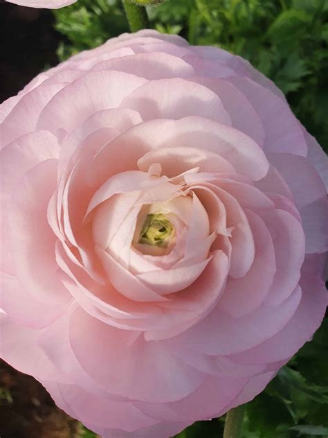 Clone Malabar Ranunculus The Most Beautiful Ranunculus Available