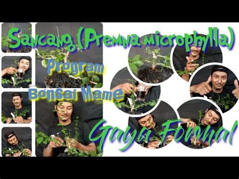 Sancang Premna Microphylla Program Bonsai Mame Gaya Formal Program