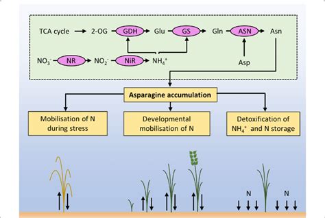 Synthesis and functions of asparagine. Nitrate (NO 3 − ) is absorbed ...