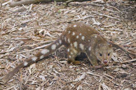 Dogs Help With Northern Quoll Conservation - The Wolf Center