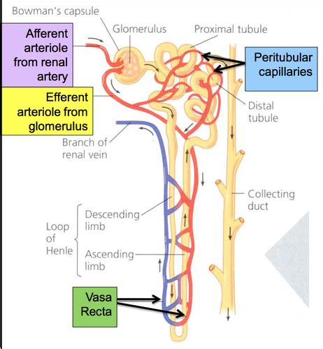 Glomerular Filtration Flashcards Quizlet