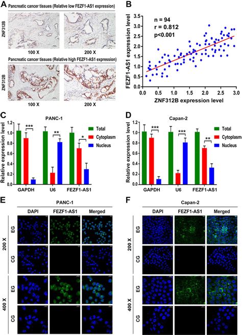 Fezf1 As1 Primarily Localizes In The Cytoplasm And May Correlate With