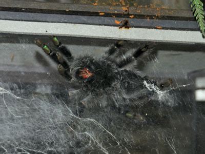 The Online Zoo - Common Pinktoe Tarantula