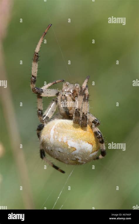 Gestreifter orbweaver Fotos und Bildmaterial in hoher Auflösung Alamy