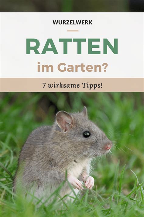 Ratten Im Garten So Wirst Du Sie Los Wurzelwerk