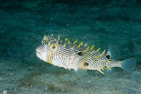 Striped Burrfish Photograph By Andrew J Martinez Pixels