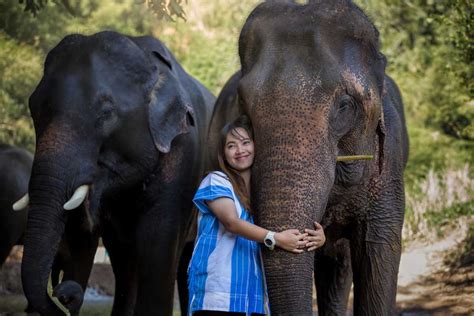 Los Mejores Santuarios De Elefantes En Chiang Mai