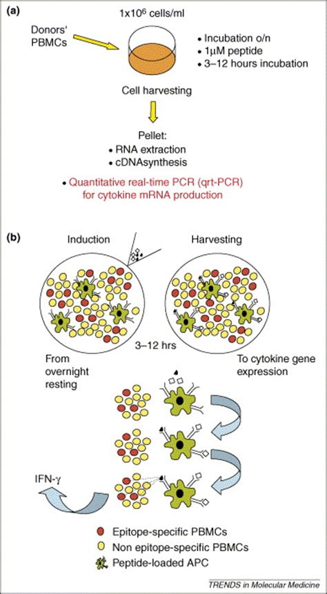 Mhcpeptide Specificity And T Cell Epitope Mapping Where Immunotherapy