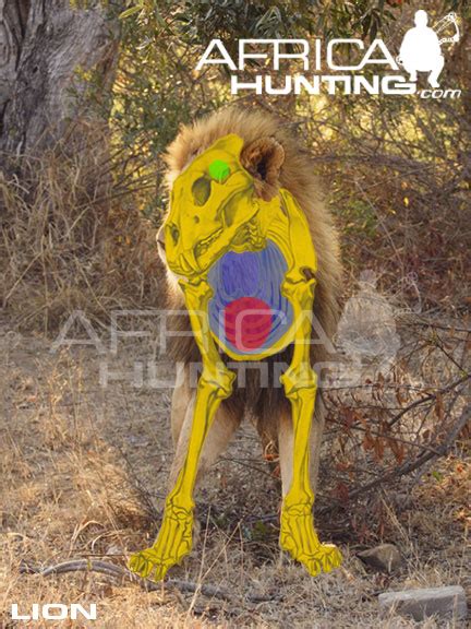 Lion Bowhunting AfricaHunting